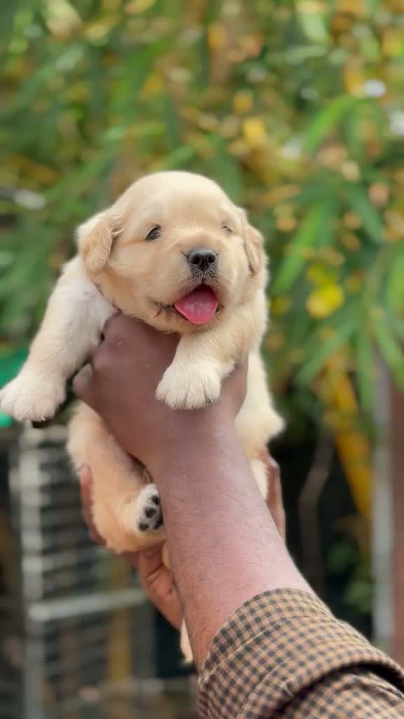 Labrador Retriever Puppy, farm video