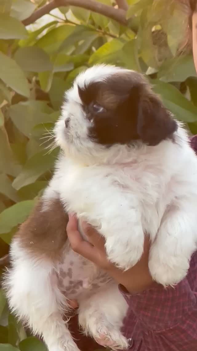 Shih Tzu | Black Color, farm video