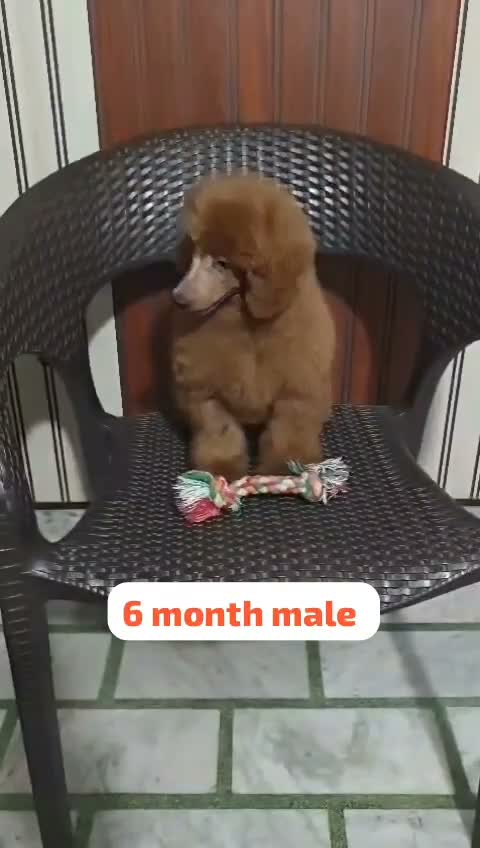 Standard Poodle Puppy, farm video