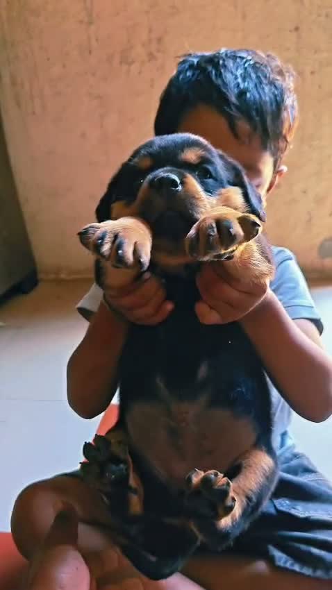 Dachshund Puppy | Brown, farm video
