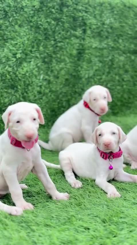 Rajapalayam Puppy, farm video