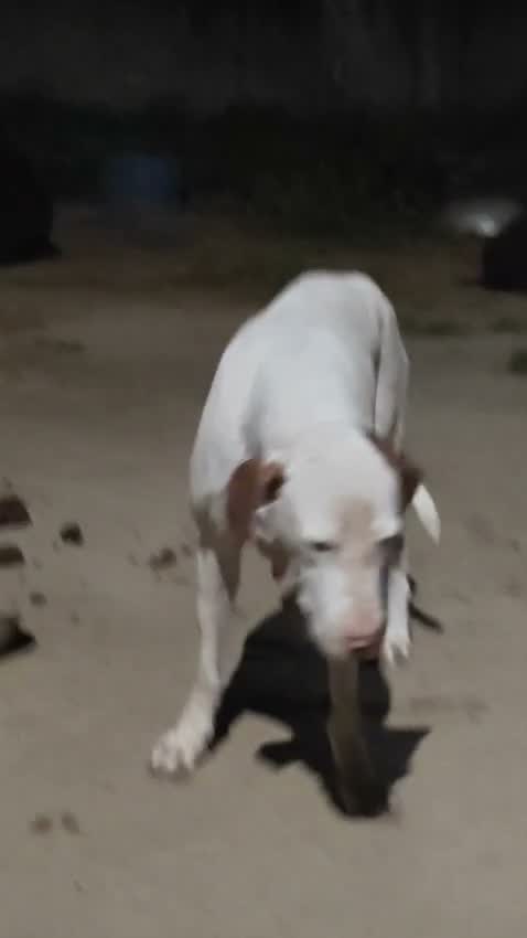 American Bully Pocket Size Puppy, farm video