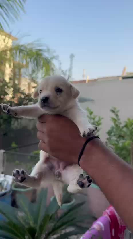 Beagle Black & Tan Puppy, farm video
