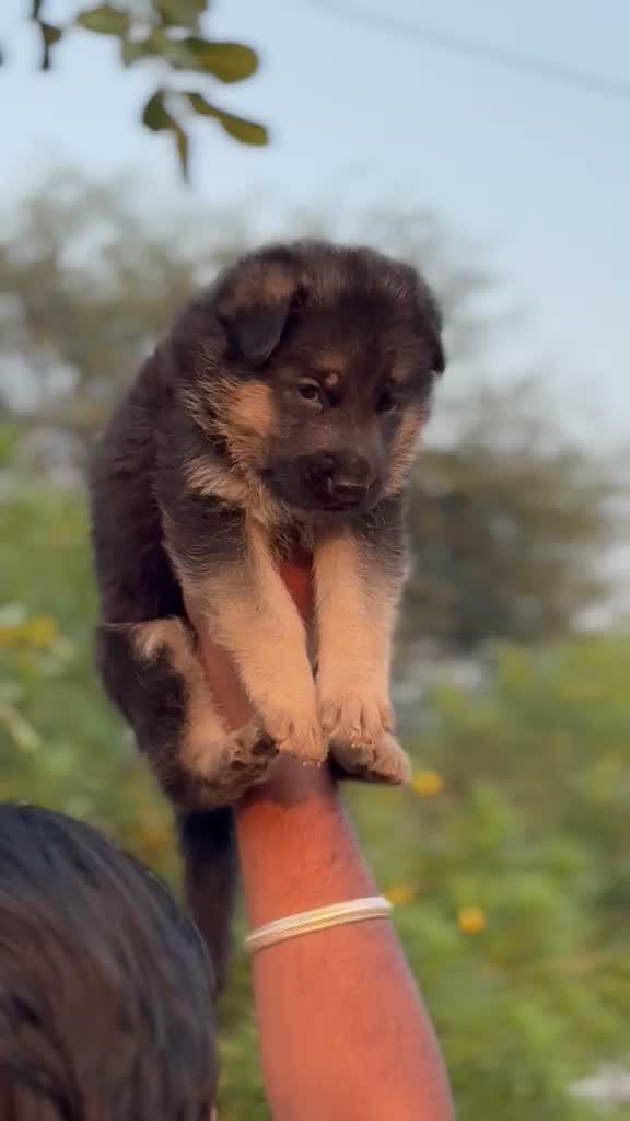 German Shepherd Puppy, farm video