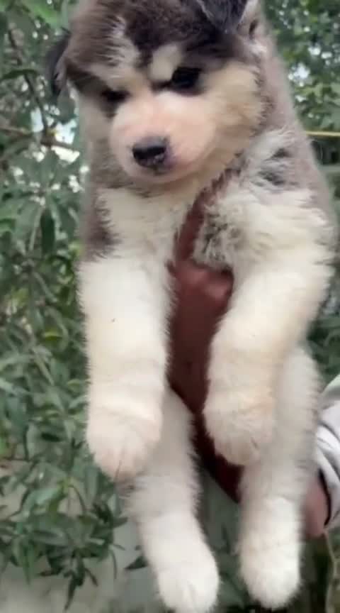 Siberian Husky Puppy | Black & White Color, farm video