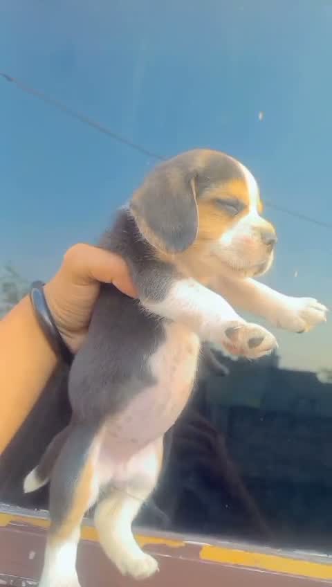 Dachshund Puppy | Brown, farm video