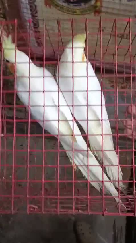 Cockatiel, farm video