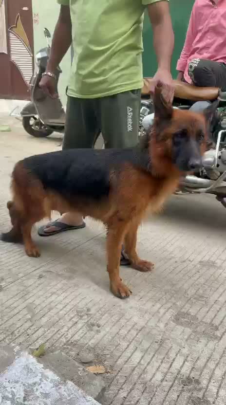 Dachshund Puppy | Brown, farm video