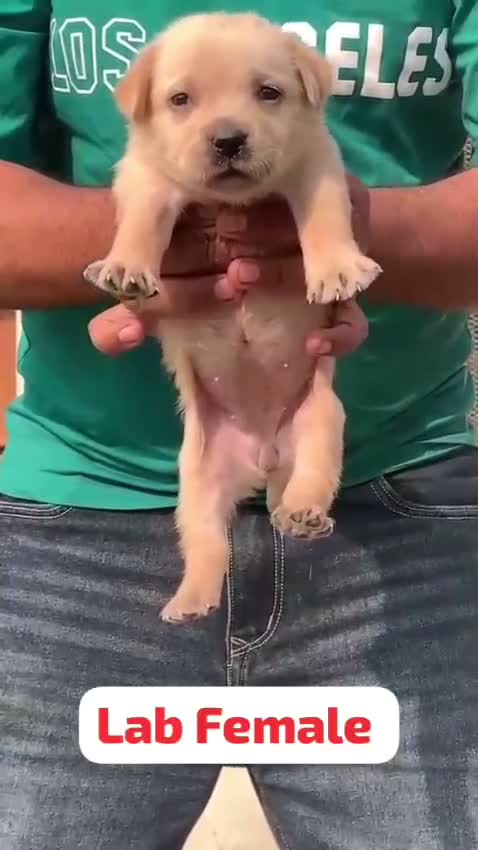 Dachshund Puppy | Brown & Tan, farm video