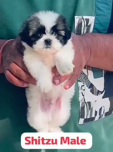 Shih Tzu | Black Color, farm video
