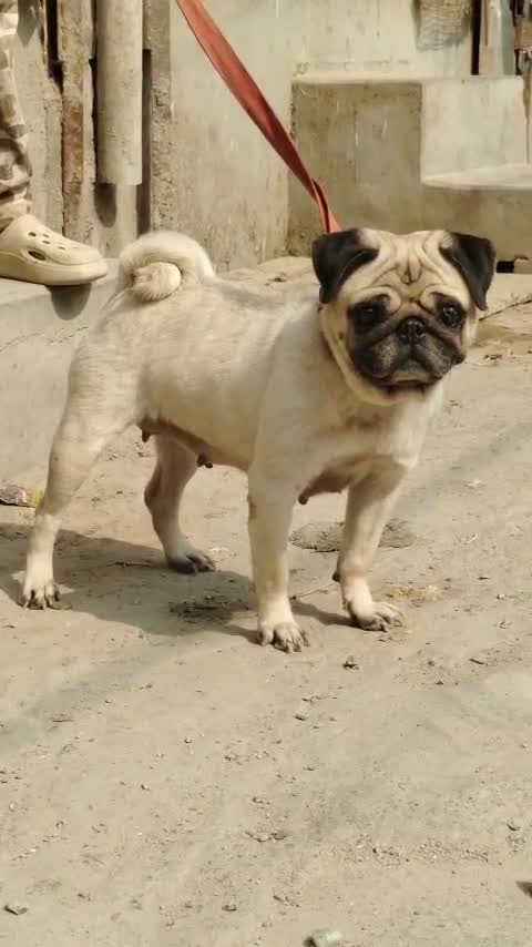 Pug Puppy, farm video