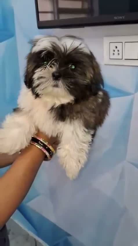 Shih Tzu | Black Color, farm video