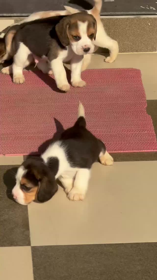 Beagle Black & Tan Puppy, farm video