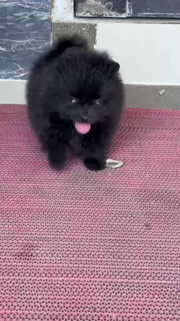 Pomeranian Puppy, farm video