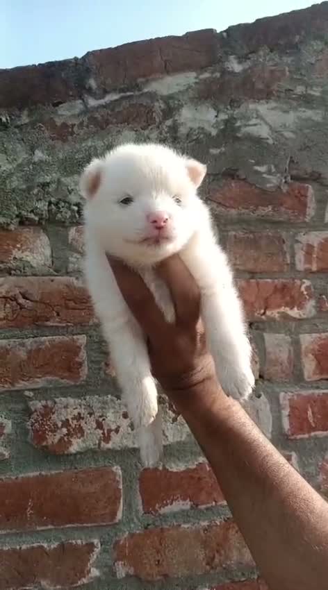 Culture Toy Pom Puppy | White, farm video