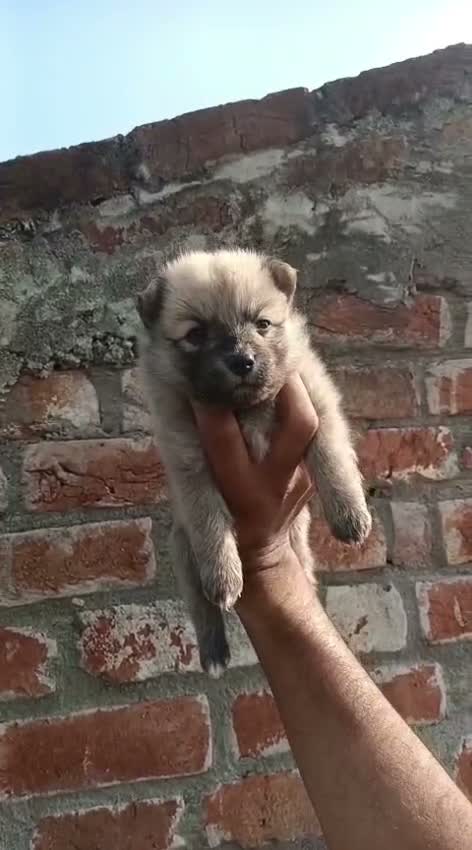 Culture Toy Pom Puppy | White, farm video