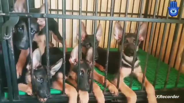 German Shepherd Puppy, farm video