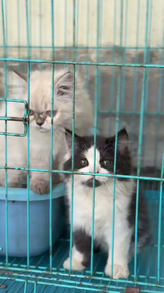Himalayan Kitten, farm video