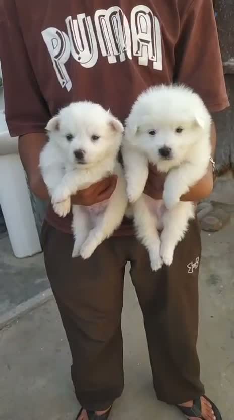 Pomeranian Puppy, farm video