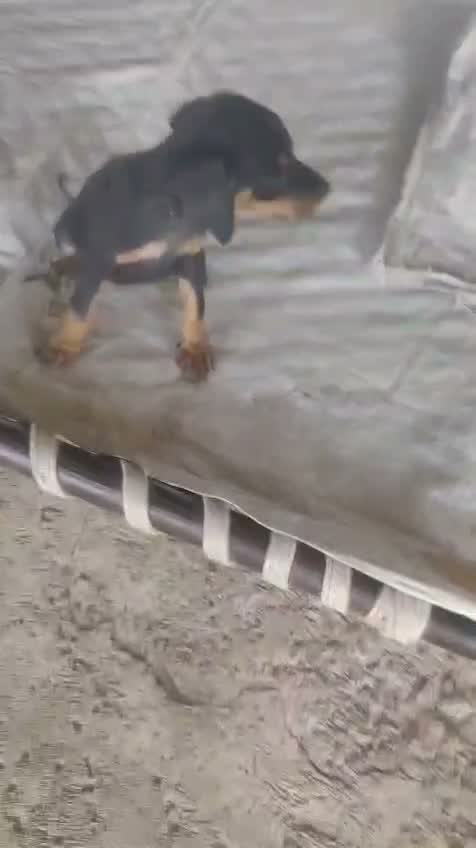 European Doberman Puppy | Black & Tan, farm video