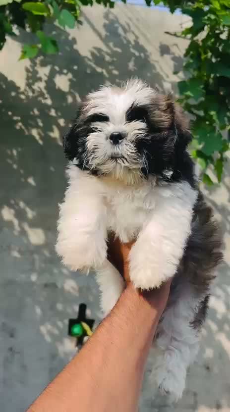 Shih Tzu | Black Color, farm video