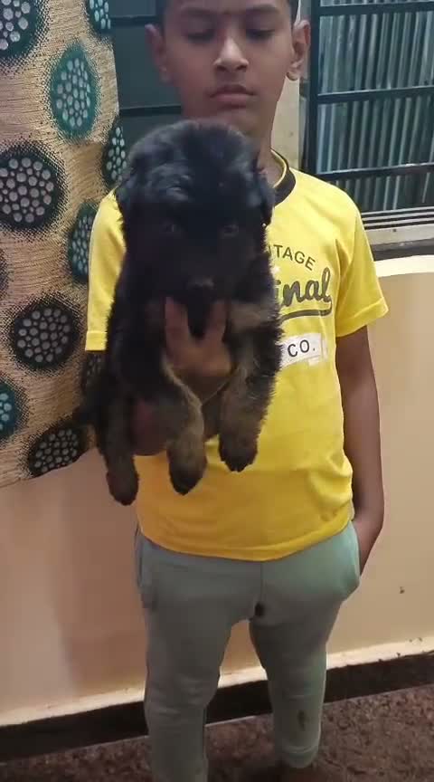 German Shepherd Puppy, farm video