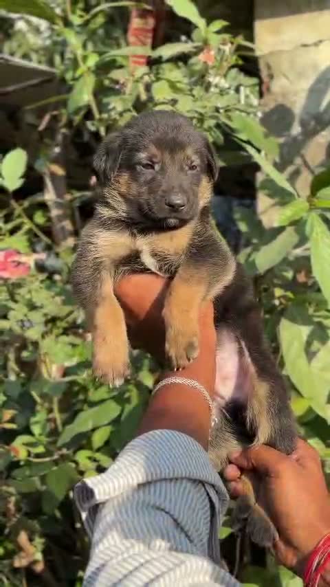 German Shepherd Puppy, farm video