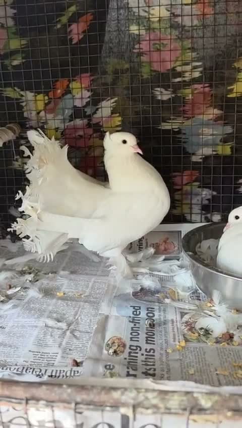 Homer Pigeon, farm video