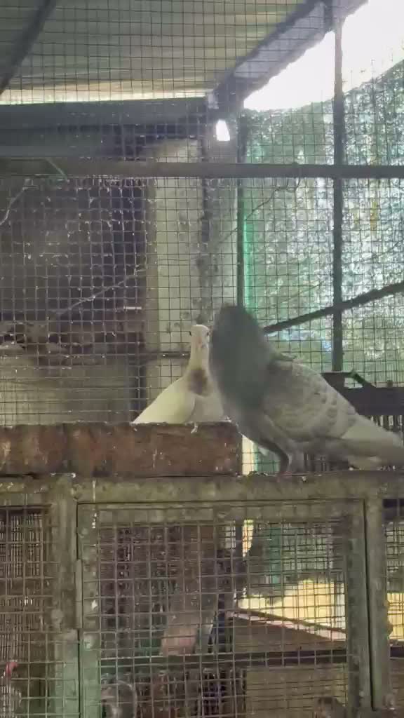 Homer Pigeon, farm video