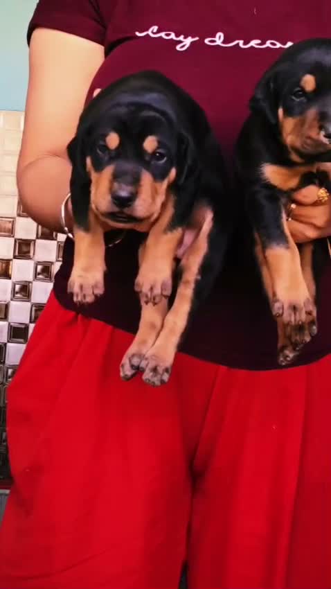 Dachshund Puppy | Brown & Tan, farm video