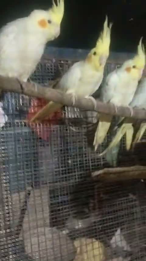 Cockatiel, farm video