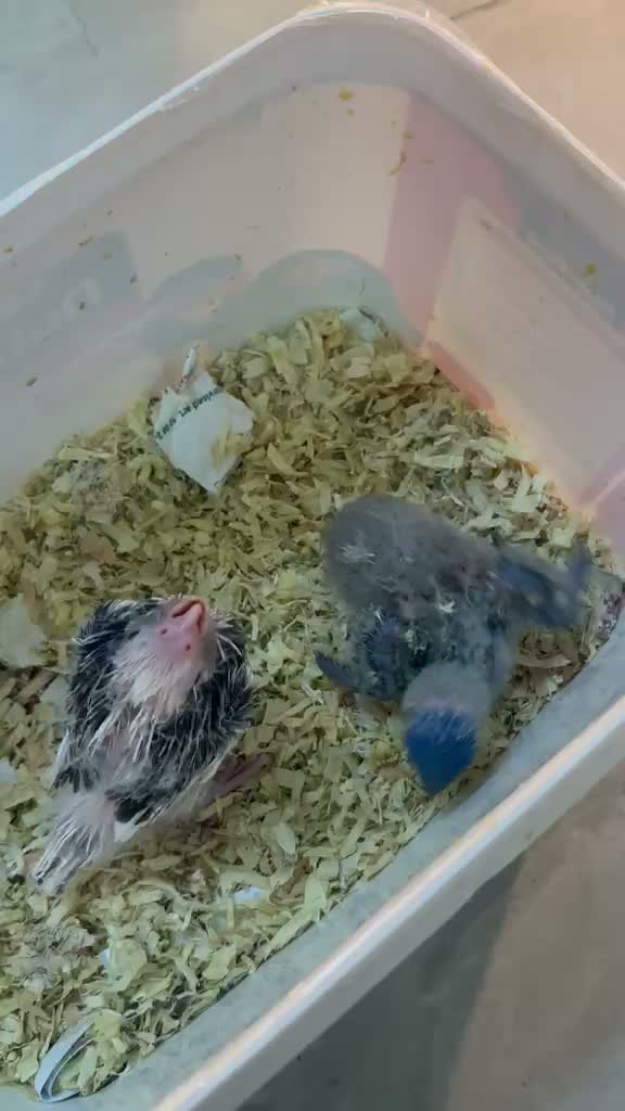 Chattering Lorikeet, farm video