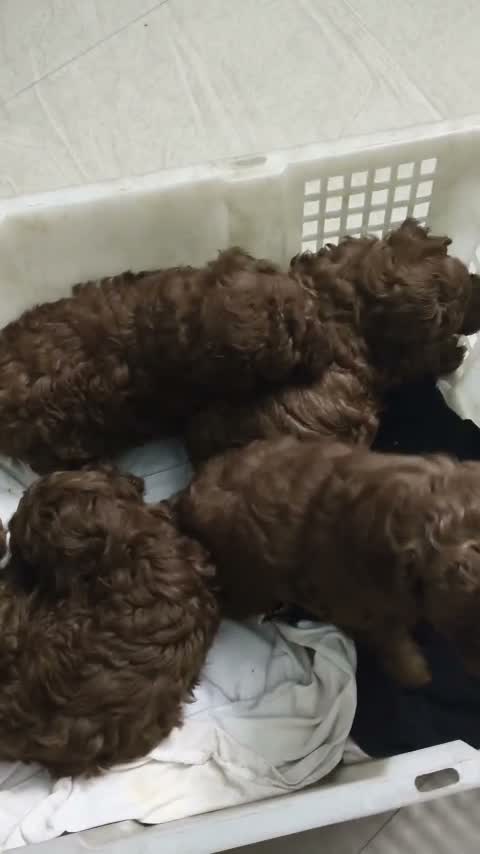 Dachshund Puppy | Brown & Tan, farm video