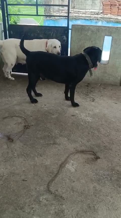 Beagle Black & Tan Puppy, farm video