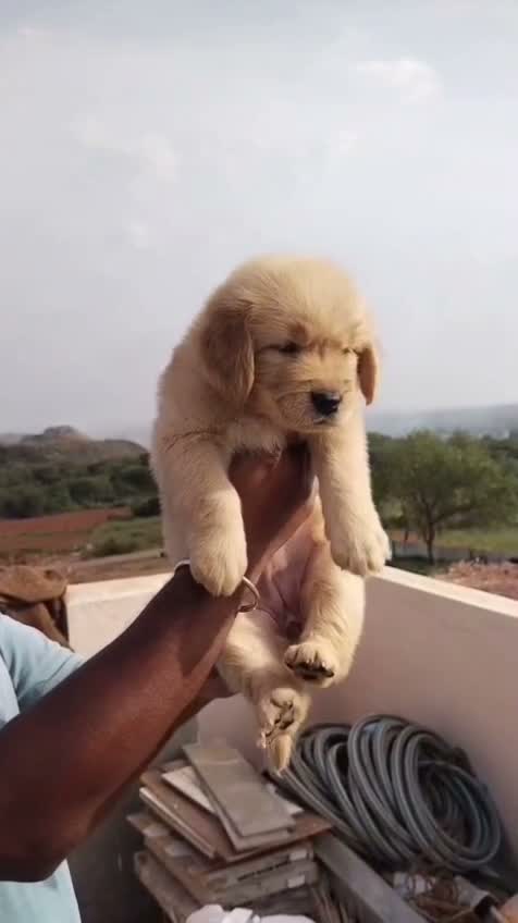Dachshund Puppy | Brown, farm video