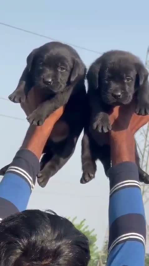 Beagle Black & Tan Puppy, farm video