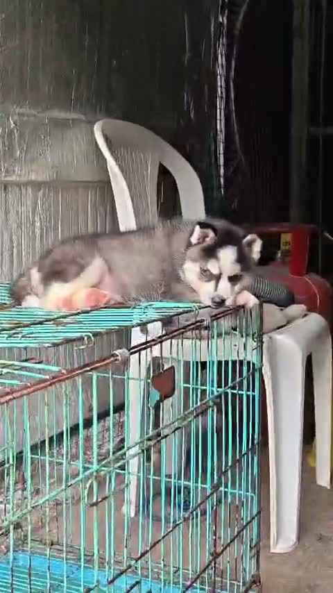 Siberian Husky Puppy | Black & White Color, farm video