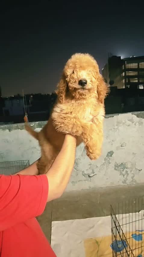 Standard Poodle Puppy, farm video