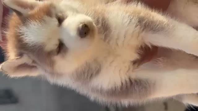 Siberian Husky Puppy | Black & White Color, farm video