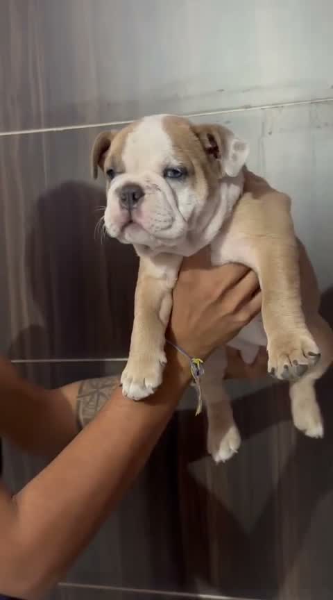 French Bulldog Puppy, farm video