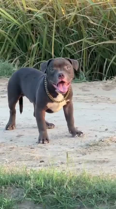 American Bully XL Size Puppy, farm video