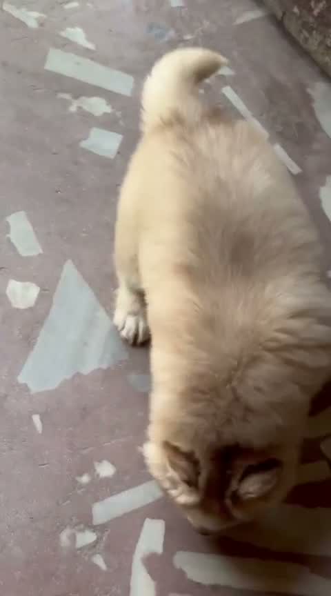 Siberian Husky Puppy | Black & White Color, farm video