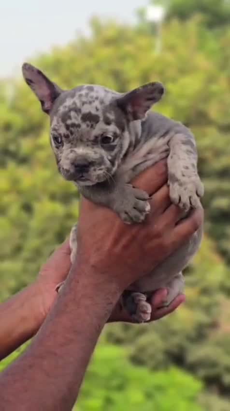 American Bully XL Size Puppy, farm video