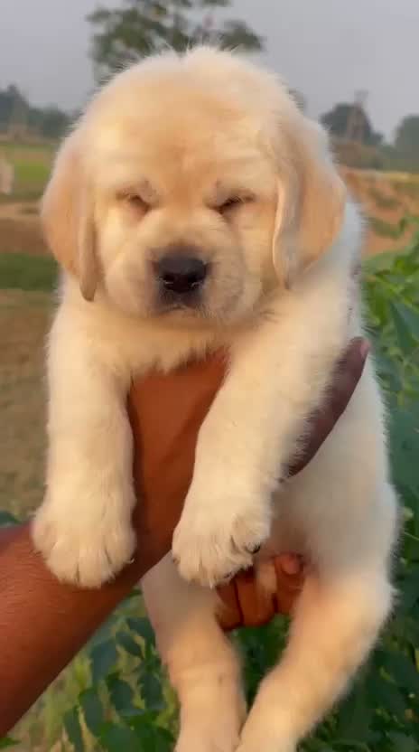 Beagle Black & Tan Puppy, farm video
