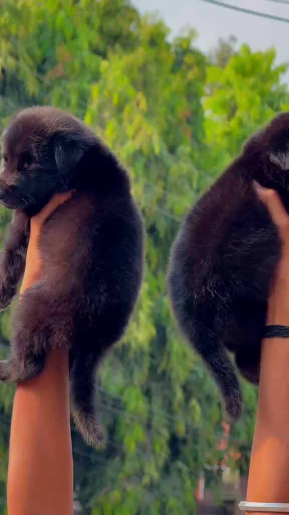 German Shepherd Puppy, farm video