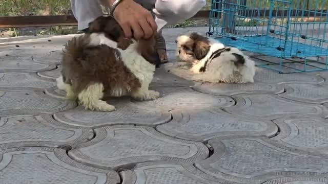 Shih Tzu | Black Color, farm video