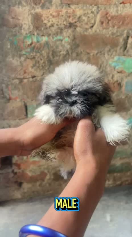 Shih Tzu | Black Color, farm video