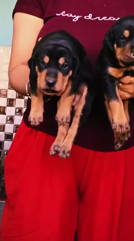 European Doberman Puppy | Black & Tan, farm video
