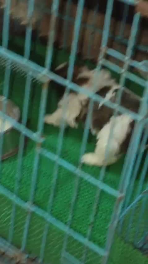 Shih Tzu | Black Color, farm video