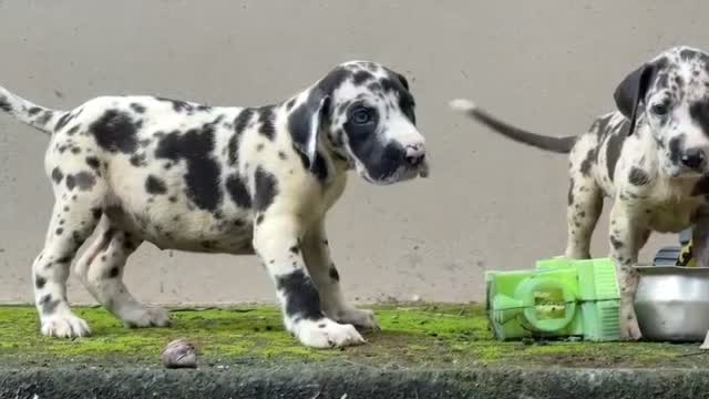 Great Dane Puppy, farm video